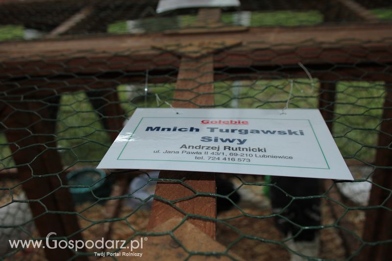 XX Targi Rolnicze Lubniewice - zwierzęta