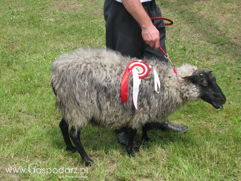 Owce- Szepietowo 2012 XIX Regionalna Wystawa Zwierząt Hodowlanych