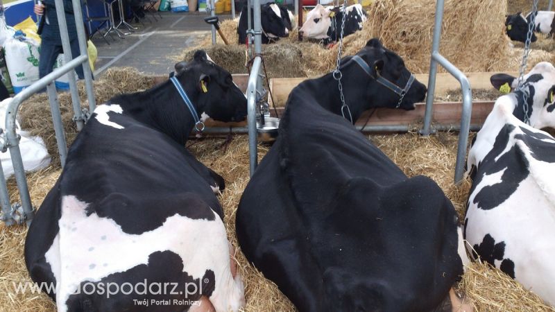 KWZH 2015. Bliskie spotkania ze zwierzętami hodowlanymi