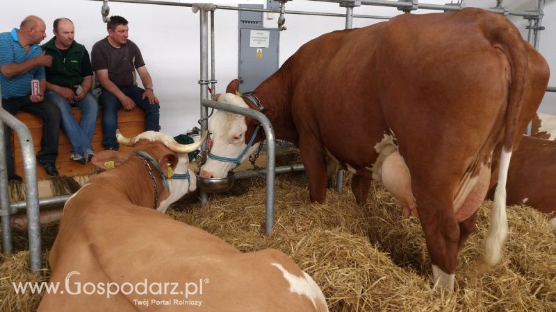 KWZH 2015. Bliskie spotkania ze zwierzętami hodowlanymi