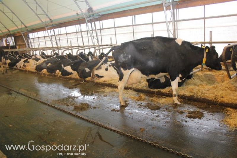 Wyjazd studyjny na farmę w Hohenhameln (Niemcy)