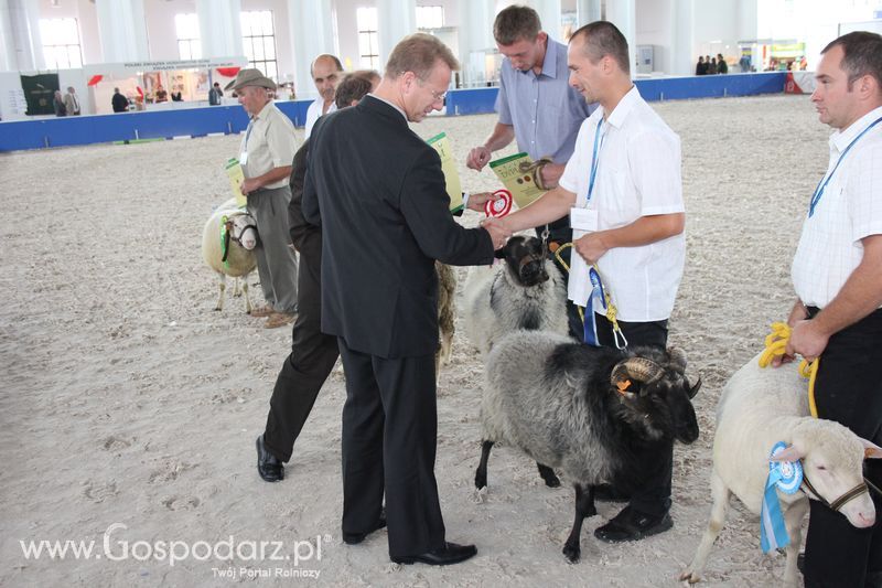 Wręczenie nagród czempionów w kategorii owce i kozy