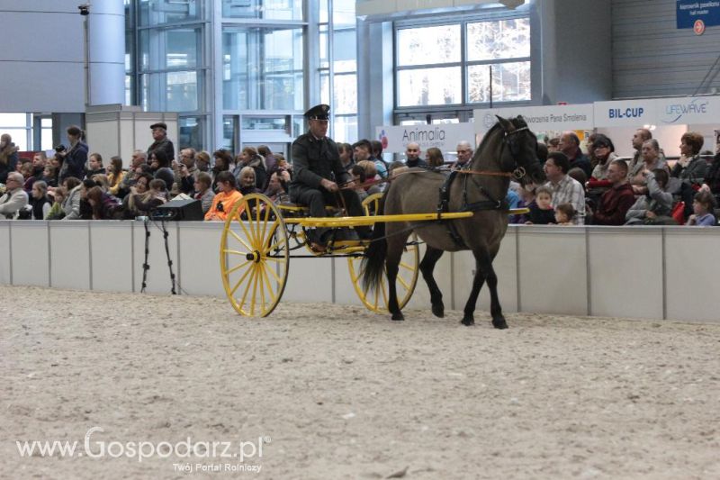 CAVALIADA 2013 w Poznaniu