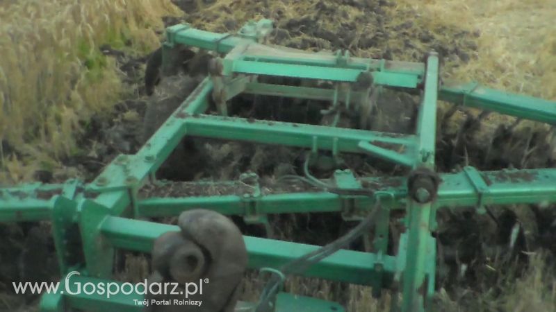 Talerzowane 2013 