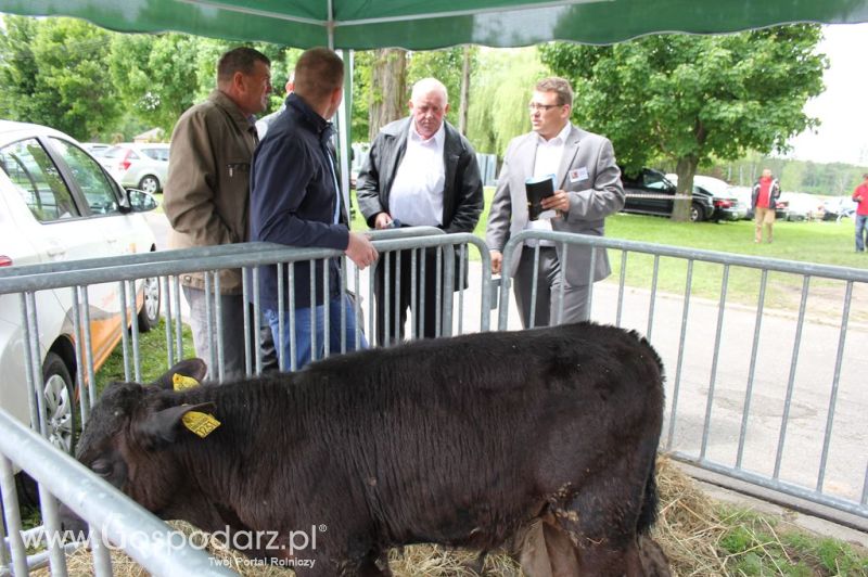 VII Ogólnopolska Wystawa Bydła Hodowlanego - Sielinko 2012