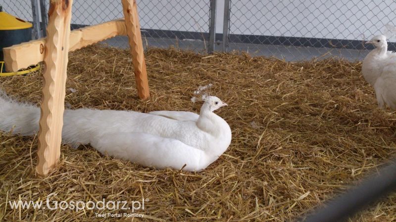 KWZH 2015. Bliskie spotkania ze zwierzętami hodowlanymi