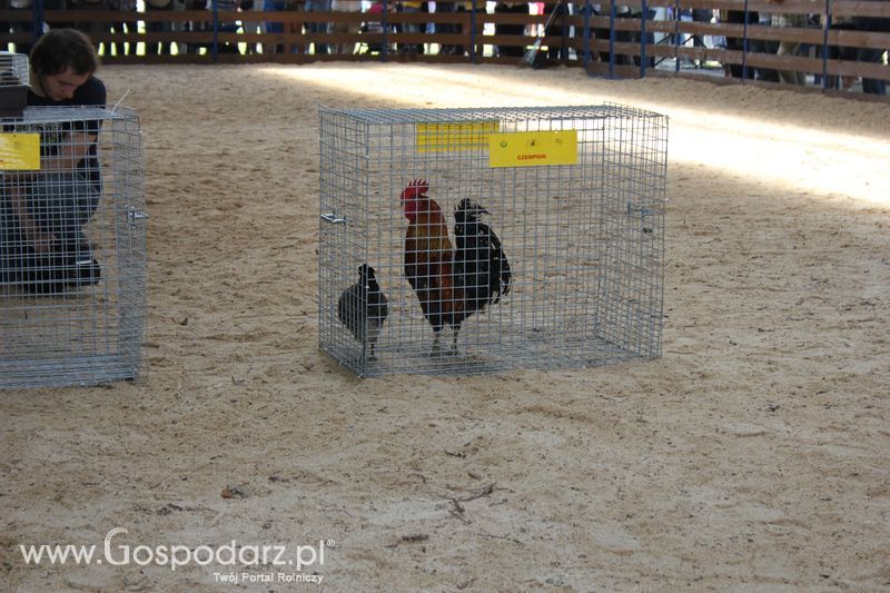 Nagrody - Szepietowo 2012 XIX Regionalna Wystawa Zwierząt Hodowlanych