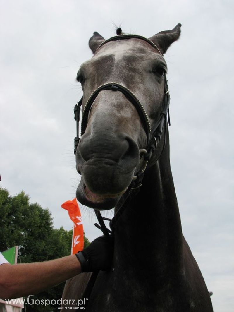 Wystawa Koni Sielinko 2011