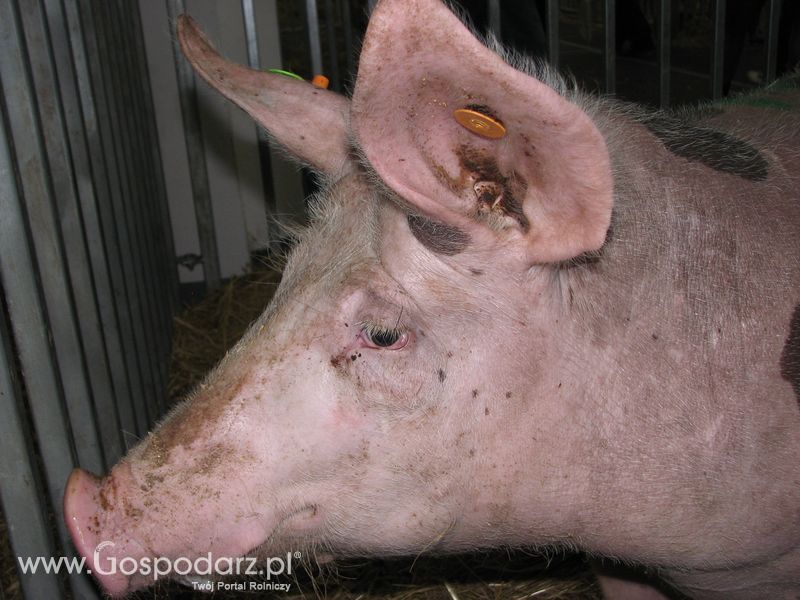 Lochy, knury na XXV Krajowej Wystawie Zwierząt Hodowlanych