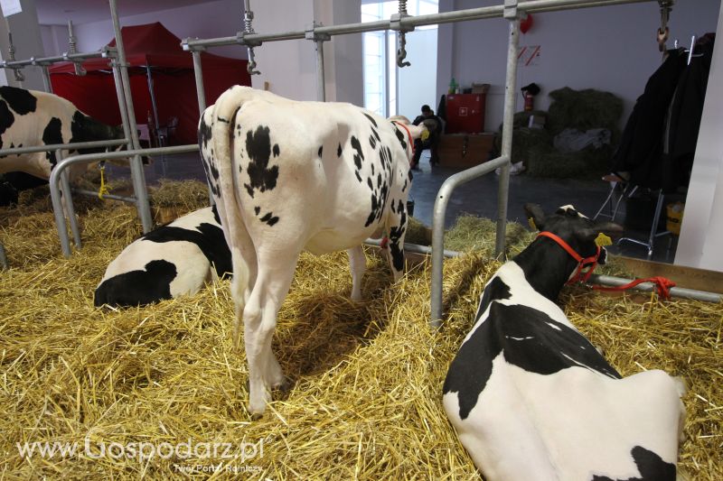 Polagra Premiery 2014 - czwartek