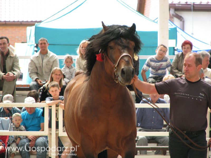 Wystawa Koni Sielinko 2011