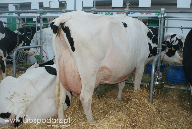 Bydło mleczne na XXV Krajowej Wystawie Zwierząt Hodowlanych