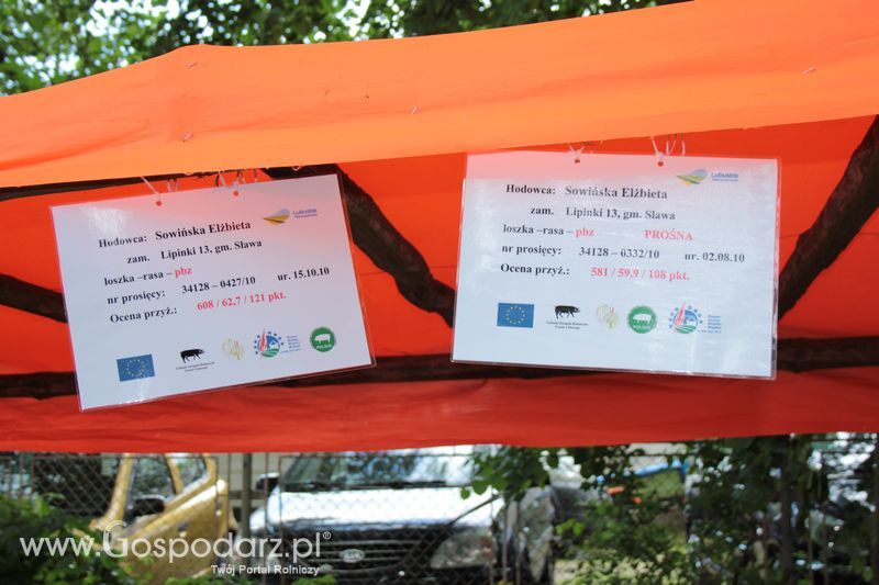 XX Targi Rolnicze Lubniewice - zwierzęta
