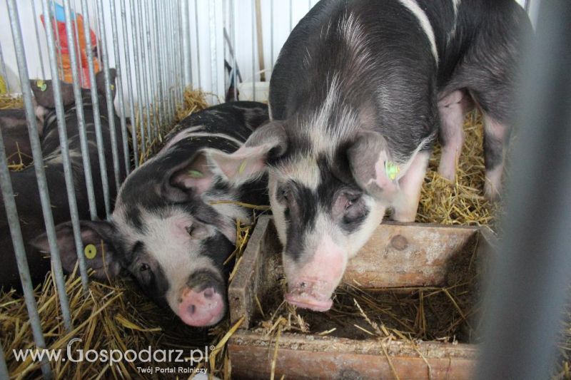XXVI Krajowa Wystawa Zwierząt Hodowlanych - sobota i niedziela