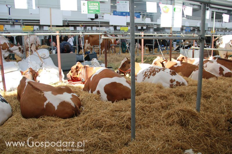 KWZH 2015 piątek