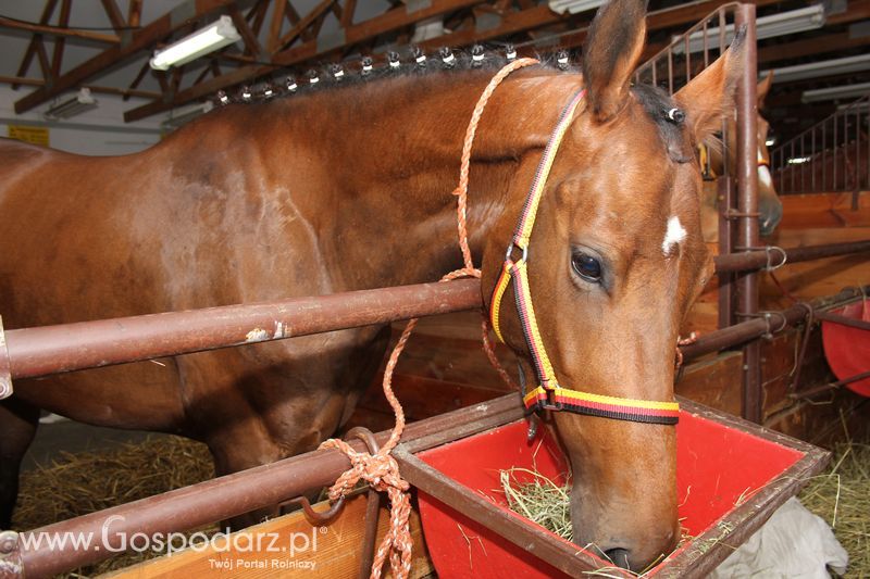 Wielkopolskie Targi Rolnicze „Sielinko 2011”  - Sobota