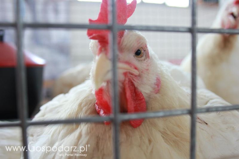 Regionalna Wystawa Zwierząt Hodowlanych i Dni z Doradztwem Rolniczym w Szepietowie-niedziela