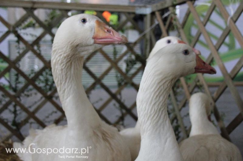 XXVI Krajowa Wystawa Zwierząt Hodowlanych - sobota i niedziela