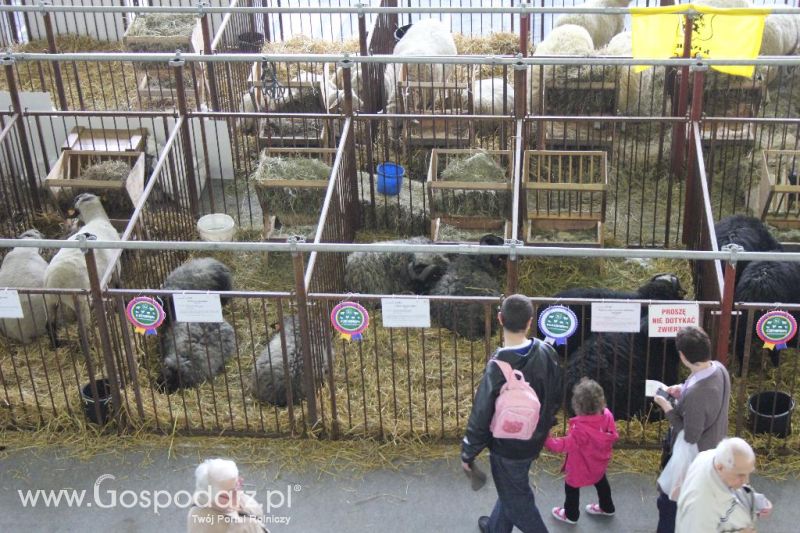 XXVI Krajowa Wystawa Zwierząt Hodowlanych - sobota i niedziela