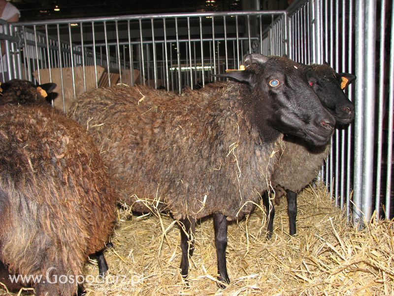 Owce i kozy na XXV Krajowej Wystawie Zwierząt Hodowlanych