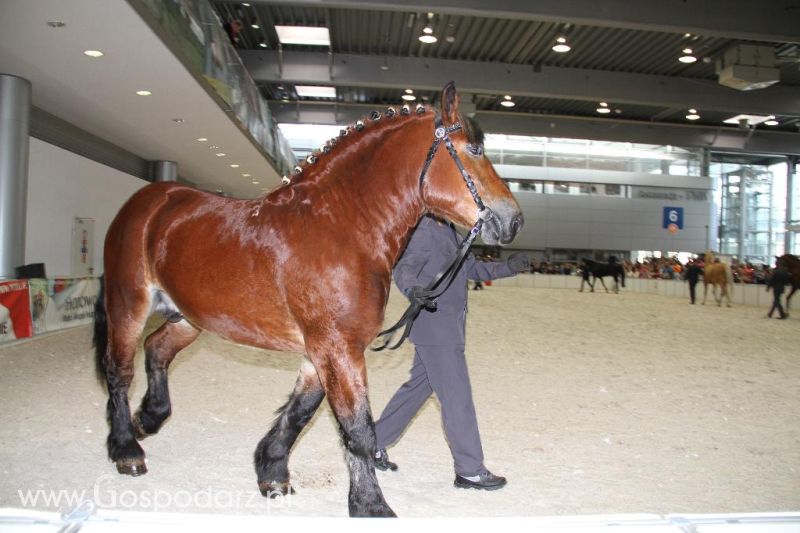CAVALIADA 2013 w Poznaniu