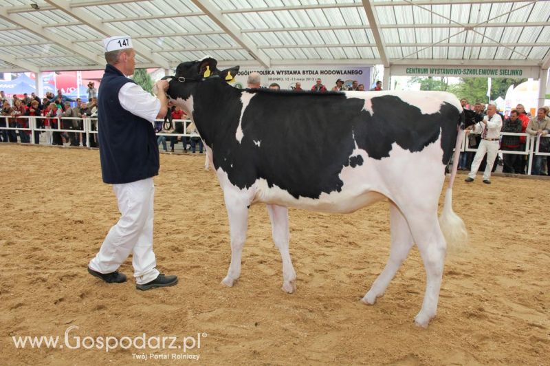 VII Ogólnopolska Wystawa Bydła Hodowlanego - Sielinko 2012