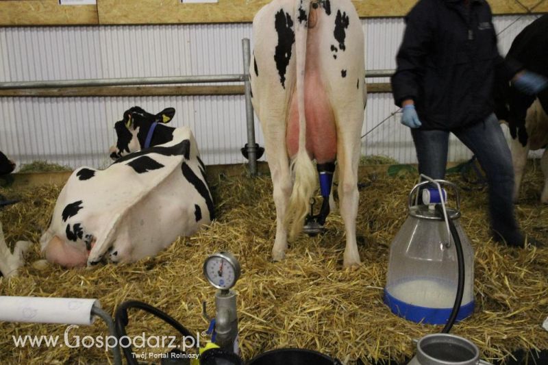 Wystawa  Blickpunkt Rind 2013 w miejscowości Paaren/Glien (Niemcy)
