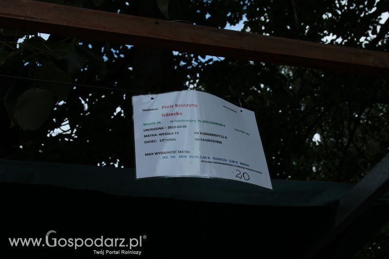 XX Targi Rolnicze Lubniewice - zwierzęta