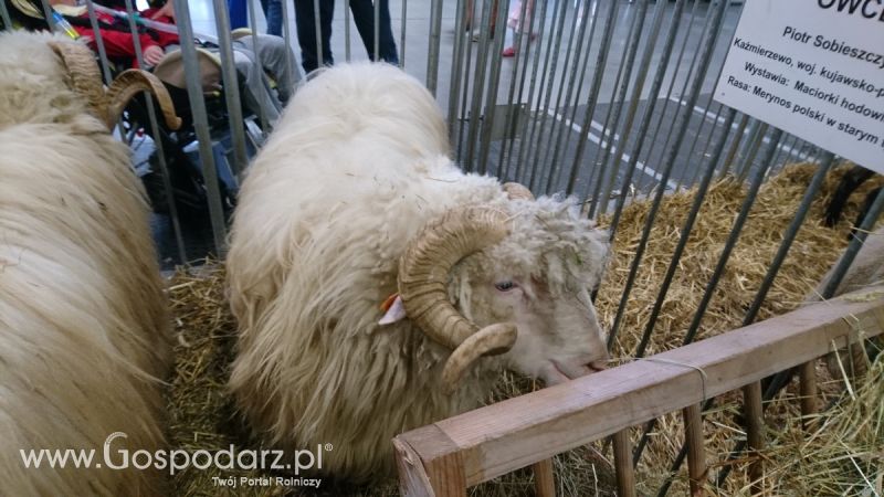 Narodowa Wystawa Zwierząt Hodowlanych 2019