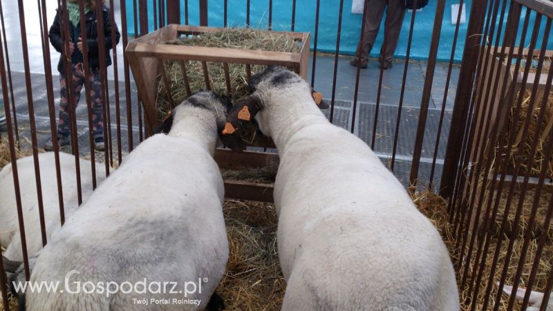 KWZH 2015. Bliskie spotkania ze zwierzętami hodowlanymi