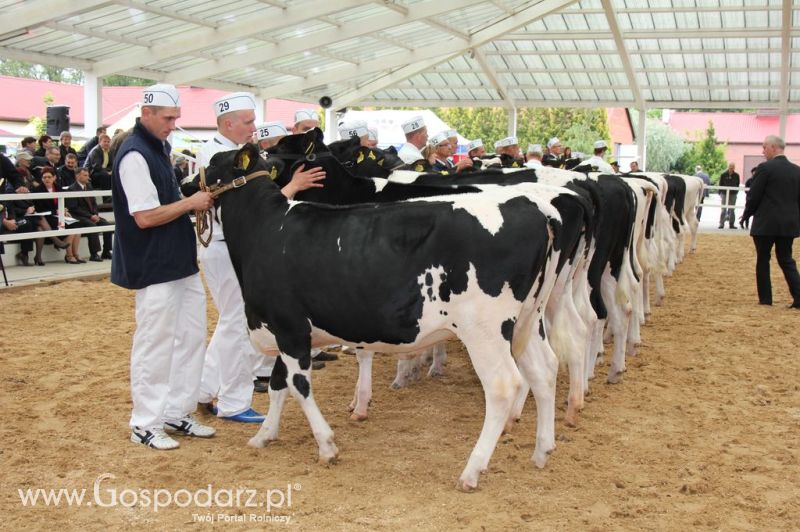 VII Ogólnopolska Wystawa Bydła Hodowlanego - Sielinko 2012