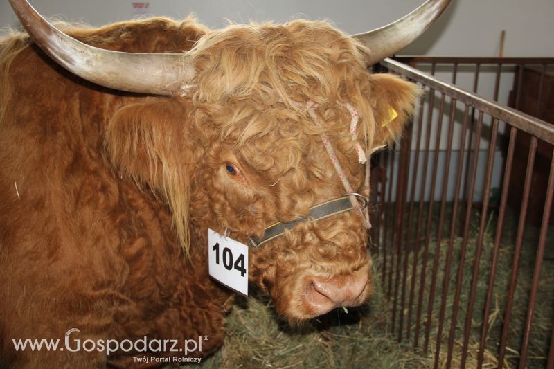 I Krajowa Wystawa Bydła Mięsnego w Sielinku - niedziela