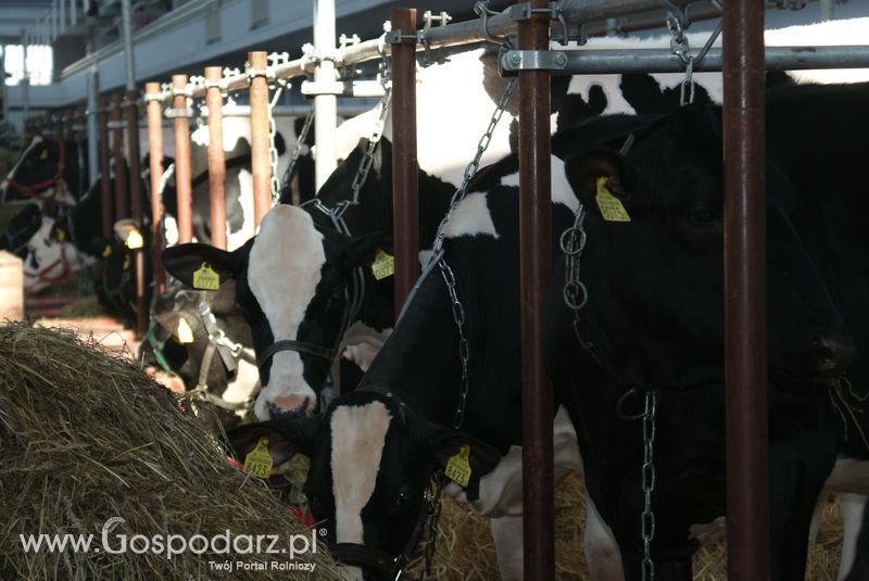 Bydło mleczne na XXV Krajowej Wystawie Zwierząt Hodowlanych