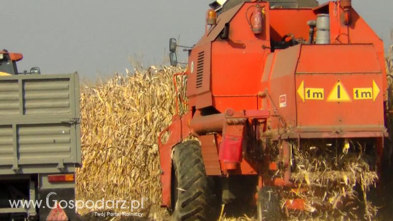 Żniwa Kukurydziane 2013