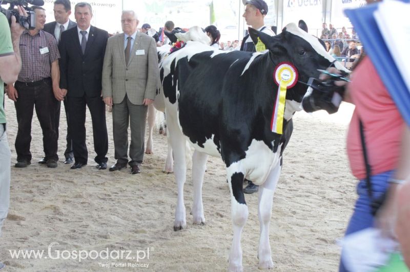 Bydło - Szepietowo 2012 XIX Regionalna Wystawa Zwierząt Hodowlanych