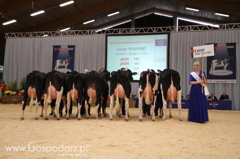 Wystawa  Blickpunkt Rind 2013 w miejscowości Paaren/Glien (Niemcy)