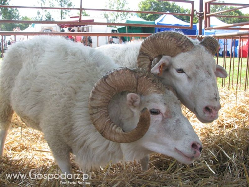 Krajowa Wystawa Ras Rodzimych Rudawka Rymanowska 2012