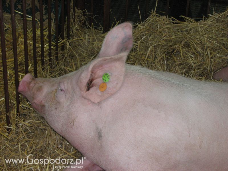 Lochy, knury na XXV Krajowej Wystawie Zwierząt Hodowlanych