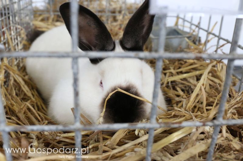 Krajowa Wystawa Zwierząt Hodowlanych w Poznaniu 2017 (sobota, 6 maja)