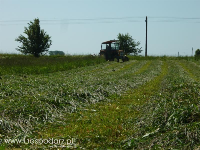 Sianokosy 2011