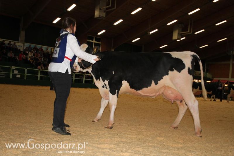 Wystawa  Blickpunkt Rind 2013 w miejscowości Paaren/Glien (Niemcy)