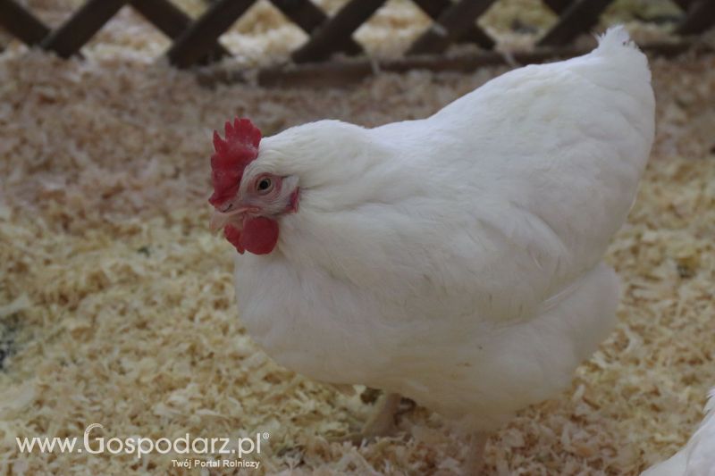 Krajowa Wystawa Zwierząt Hodowlanych w Poznaniu 2017 (piątek, 5 maja)