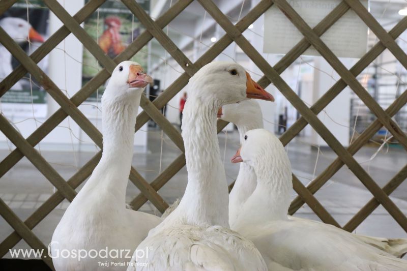 Krajowa Wystawa Zwierząt Hodowlanych w Poznaniu 2017 (piątek, 5 maja)