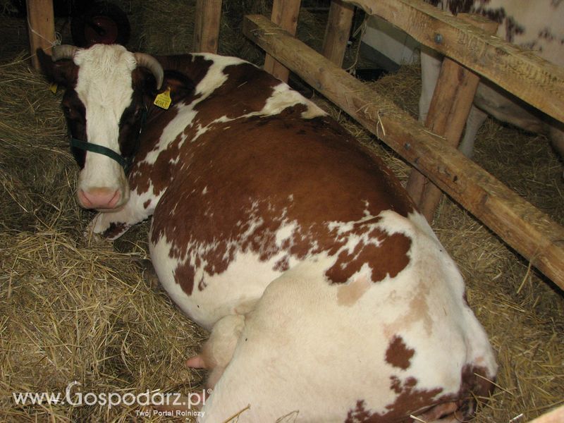 Bydło mleczne na XXV Krajowej Wystawie Zwierząt Hodowlanych