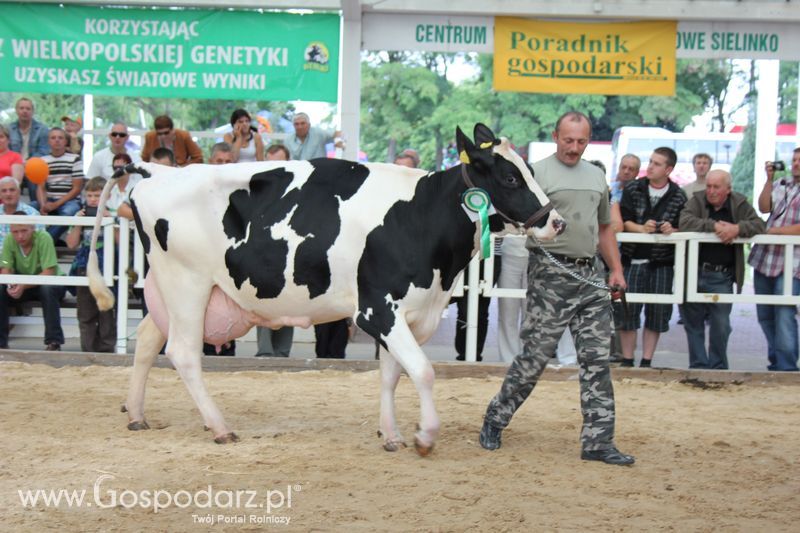 Czempioni XVII Regionalnej Wystawy Zwierząt Hodowlanych Sielinko 2011