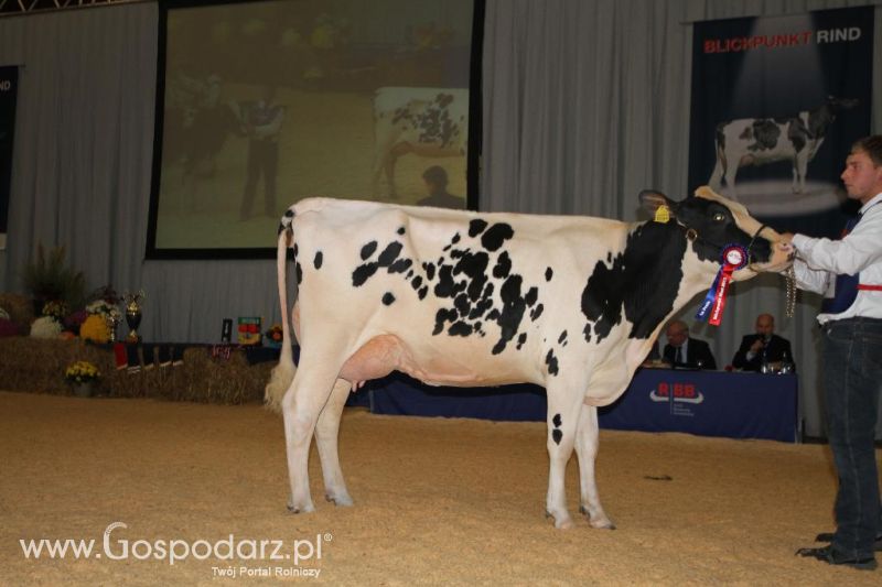 Wystawa  Blickpunkt Rind 2013 w miejscowości Paaren/Glien (Niemcy)