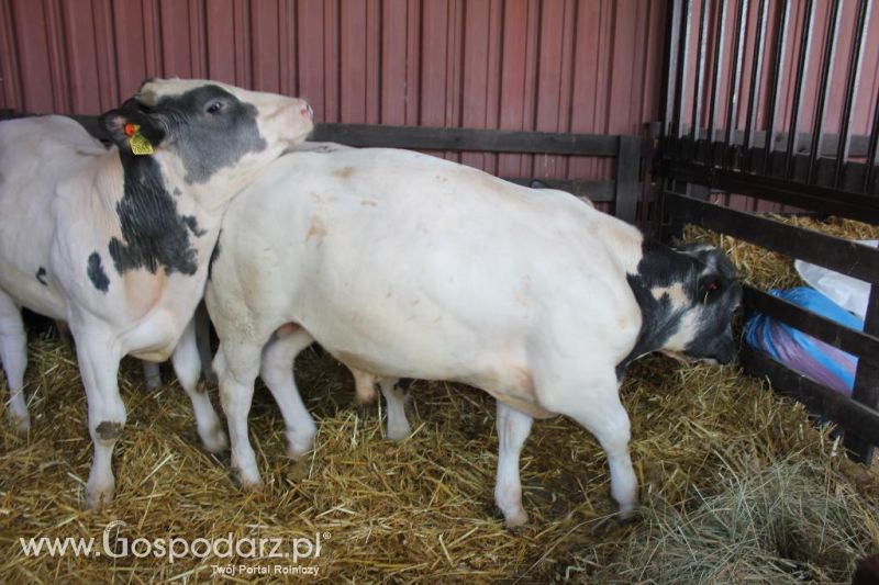 Regionalna Wystawa Zwierząt Hodowlanych i Dni z Doradztwem Rolniczym w Szepietowie-sobota