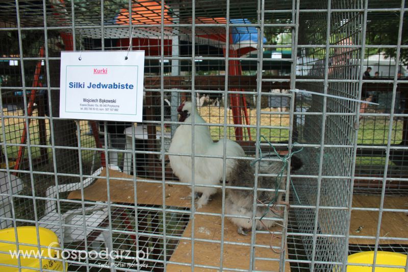 XX Targi Rolnicze Lubniewice - zwierzęta
