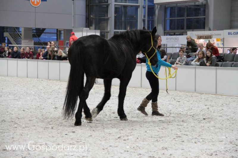 CAVALIADA 2013 w Poznaniu