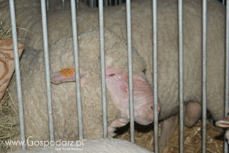 Owce i kozy na XXV Krajowej Wystawie Zwierząt Hodowlanych